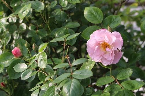 創園社　植栽