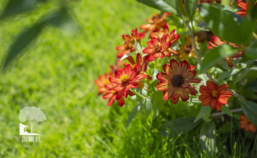 群馬県　高崎市　お花