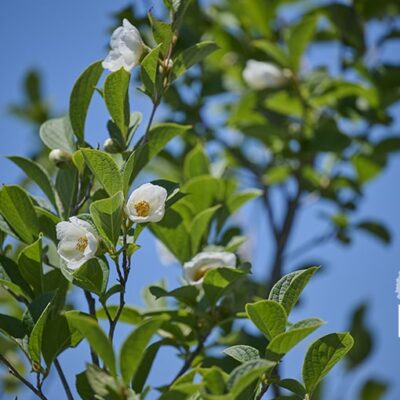 群馬県　高崎市　新築外構
